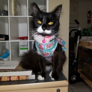 Meet your Posher, Lilian